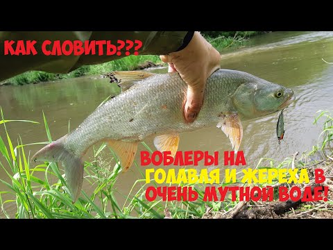 Видео: Ловлю голавля и жереха на воблеры в очень мутной воде! Рыбалка июнь 2020