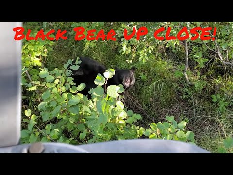Видео: Black Bear против 44 Magnum (первая охота на медведя)