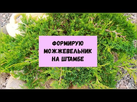 Видео: Формирую можжевельник на штамбе.