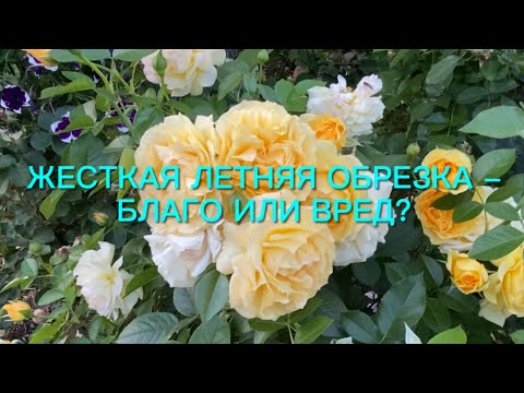 Видео: Жесткая обрезка роз летом - благо или вред??? Результат эксперимента.🌹🌹🌹