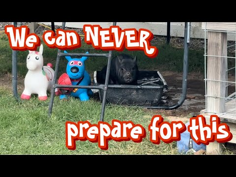 Видео: Процесс перед переездом…