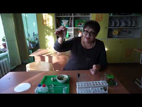 Видео: Выделение пигментов