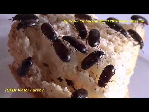 Видео: Жук Знахарь: Чем Кормить Жуков и Личинок? Как Разводить Жука Знахаря Ulomoides dermestoides?