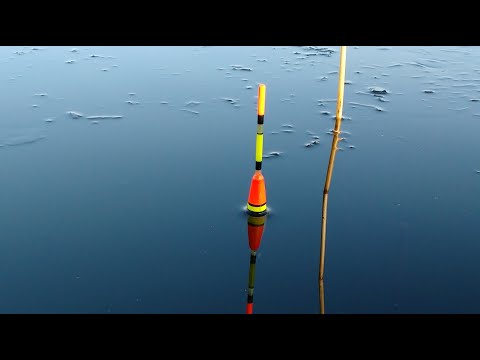 Видео: КАРП И КАРАСЬ на удочку в ЛИЛИЯХ Frenzy Fisher