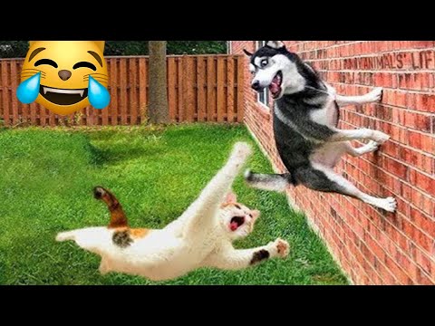 Видео: ПРИКОЛЫ С ЖИВОТНЫМИ ДО СЛЕЗ 😹/ Смешные КОТЫ 2025 / Приколы с КОТАМИ / Funny ANIMALS video #32