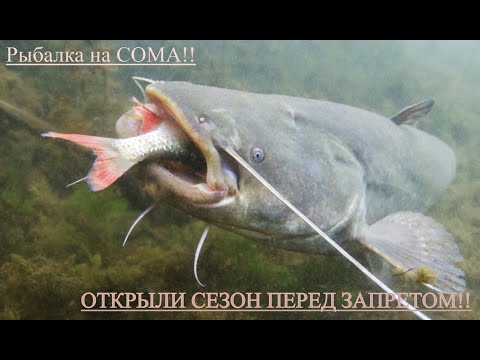 Видео: Рыбалка Перед НЕРЕСТОВЫМ ЗАПРЕТОМ РЫБАЛКА НА СОМА