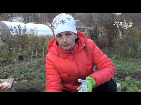 Видео: Подзимний посев. Сеем под зиму. Сайт "Садовый мир"