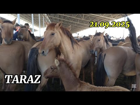 Видео: ЖЫЛҚЫ БАҒАСЫ/ ТАРАЗ АС-ЕР МАЛ БАЗАР