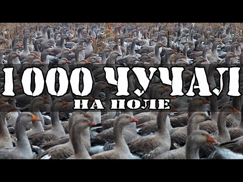 Видео: Охота на гуся/Тысяча чучел/ Реакция гусей