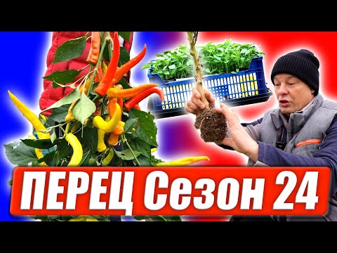 Видео: Урожай перца зависит от правильной рассады, как вырастить рассаду перца