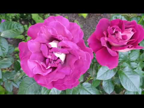 Видео: Розы и лилии на одной клумбе..