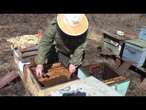 Видео: классическая обработка ульев весной и пересадка пчелосемей.