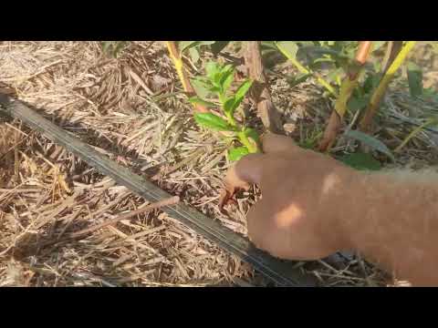 Видео: Летняя обрезка голубики. Оговорился - осенью на Юге, а весной на Севере