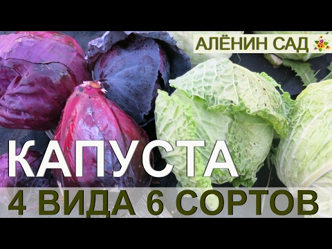 Видео: РАННЯЯ КАПУСТА. 2. Урожай / Кольраби, савойская, краснокочанная и листовая