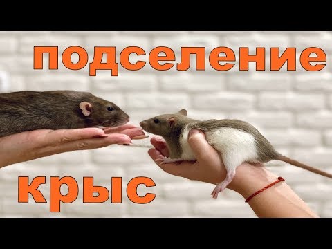 Видео: Сселение декоратривных крыс | Подселение крысенка к взрослой крысе
