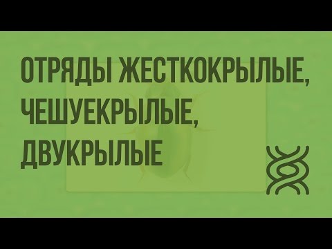 Видео: Отряды Жесткокрылые, Чешуекрылые, Двукрылые. Видеоурок по биологии 7 класс