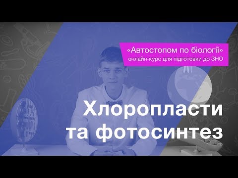 Видео: Хлоропласти та фотосинтез – Підготовка до ЗНО – Біологія