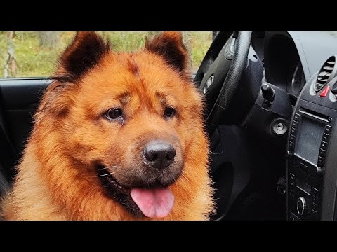 Видео: нагулялась по лесу королевишна Рита