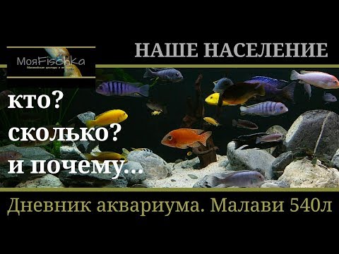 Видео: Наше население (требует расселения). Дневник аквариума Малави 540л.