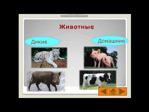 Видео: Дикие и домашние животные.  1 класс
