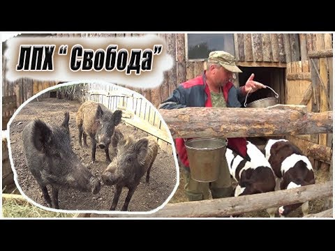 Видео: Необычная ферма Александра Кабаны