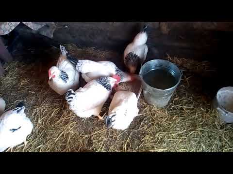 Видео: Куры Адлер серебристый.(часть 2)