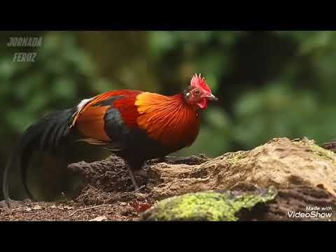 Видео: Сафари Рассия Ҳоҷи Мирзо