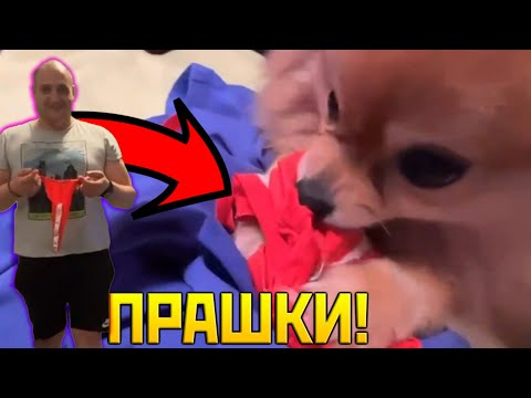 Видео: Теа ИЗЯДЕ ПРАШКИТЕ на Жорката!