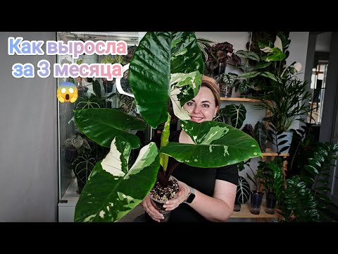 Видео: АЛОКАЗИЯ BLACK STEAM вариегатная💜растёт не по дням, а по часам😍Пересаживаю и снимаю клубни😱фитиль