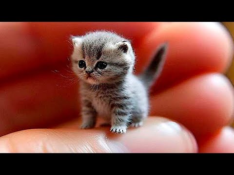 Видео: ПРИКОЛЫ С КОТАМИ. Самые Смешные Животные. Смешное видео с котами #3