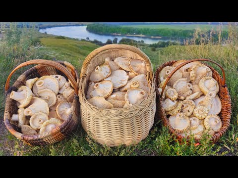 Видео: ТРИ КОРЗИНЫ ЛОХМАТЫХ ГРУЗДЕЙ ЗА ЧАС! Белый груздь бахромистый. 4 августа 2023г.
