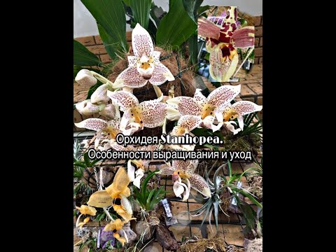 Видео: Орхидея Stanhopea , стангопея