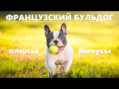 Видео: ФРАНЦУЗСКИЙ БУЛЬДОГ. Плюсы и минусы породы FRENCH BULLDOG