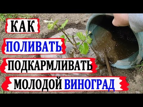 Видео: 🍇 Важно! Первый ПОЛИВ и ПОДКОРМКА молодого винограда. Простой  рецепт подкормки для хорошего роста!