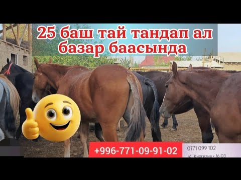 Видео: Аттан чон тайлар тандап ал 25 баш