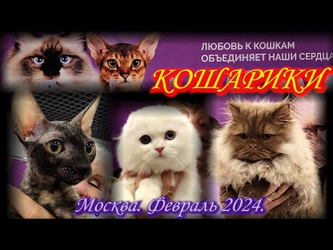 Видео: Выставка-продажа котят "КоШарики Шоу". Ринги. Москва. ВДНХ. Февраль 2024.