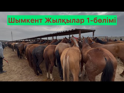 Видео: Жылқылар 1-бөлім Шымкент