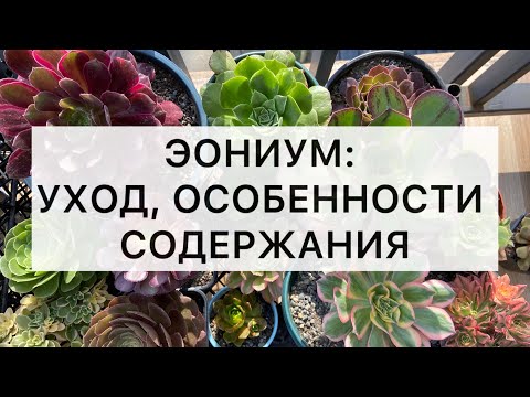 Видео: Как ухаживать за эониумом: грунт, полив, периоды роста