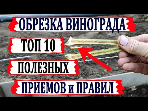 Видео: 🍇 ОБРЕЗКА ВИНОГРАДА. Не ПРИСТУПАЙ к ней, пока не узнаешь ЭТИ 10 удивительных правил и приемов.