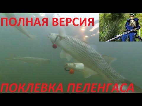 Видео: Поклевка пеленгаса, подводная съемка полная версия