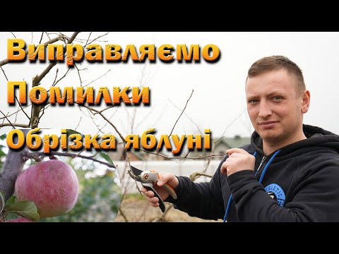 Видео: Обрізка на омолодження Флоріна. Освітлюємо крону, стримуємо сильнорослу яблуню. Завершення обрізки!