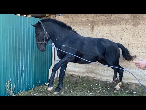 Видео: Атты КҮЧТҮҮ Ыкчам Минген АЛСА Болот КААРМАН 10.11.2022