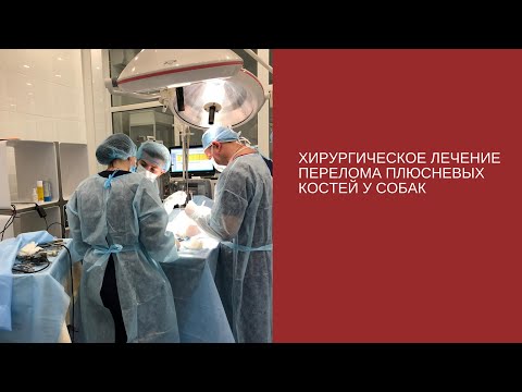 Видео: Перелом плюсневых костей у собаки