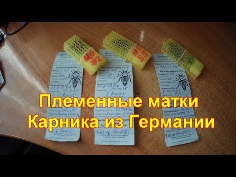 Видео: Племенные матки Карника ИО из Германии от С. Рауш