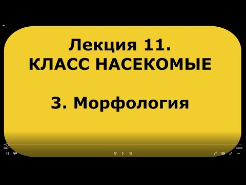 Видео: Зоология беспозвоночных. Лекция 11. Класс насекомые. 3. Морфология