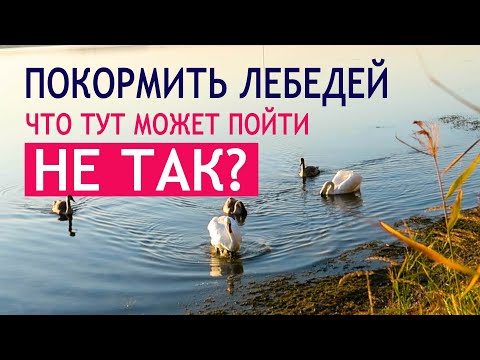 Видео: Беларусь | Озеро Нарочь | Осторожно! Хищные лебеди | И мы сбежали