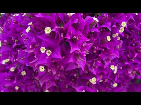 Видео: ФОРТЕПИАНО И ЛЕТНИЕ ПЕЙЗАЖИ  композитор Эмилия Пермякова PIANO AND SUMMER  by Emiliya Permiakova