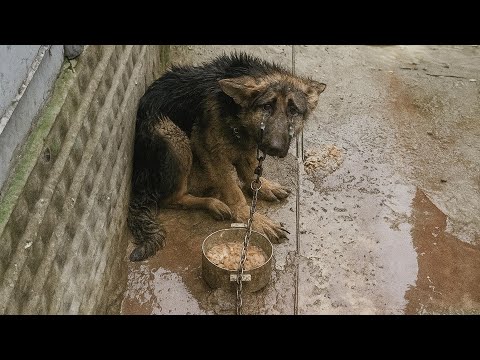 Видео: Презираемый и униженный, он ежедневно взывал о милосердии его слезы были невидимы, его боль неслышна