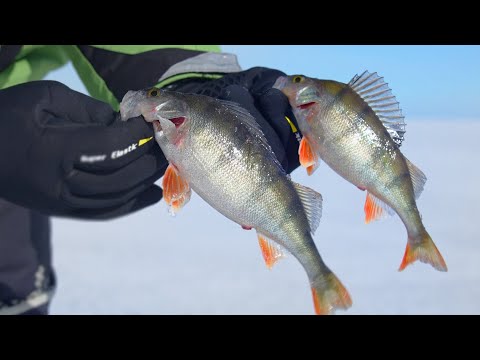 Видео: Ловля окуня на Чудском озере на мушку | Закрываем зимний сезон 2024