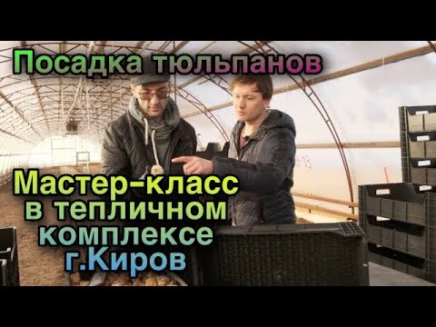 Видео: Бизнес на тюльпанах. Мастер-класс по выгонке в Кирове